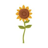 Sunflower, Blooming Flower, Cultivated Crop Cartoon Style Illustration vector