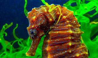 Side view of female, Long-snouted seahorse Hippocampus hippocampus hiding among green algae near the shore in the Black Sea. photo