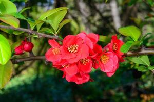 Chaenomeles, red flowers of Japanese quince bloom in spring in a garden. photo
