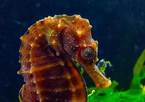 Side view of female, Long-snouted seahorse Hippocampus hippocampus hiding among green algae near the shore in the Black Sea.. photo