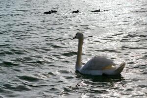 Swan with gray plumage swims in a salt estuary in winter, Mute swan -Cygnus olor. Ukraine. photo