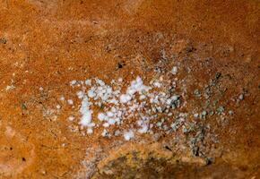 White mold fungi on the Hymenophore of the tinder fungus, in which spores are formed, on the trunk of an old tree in the garden photo