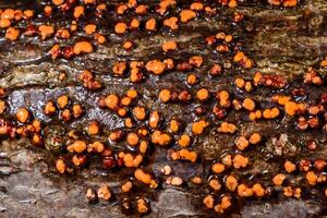 Nectria cinnabarina, red saprophytic fungus on the bark of an old tree, destroying dead wood, Ukraine. photo