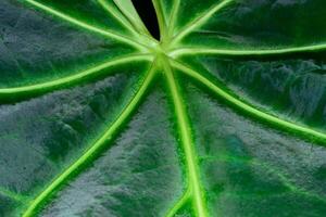 Tropical leaf structure with beautiful venation, natural leaf background.. photo