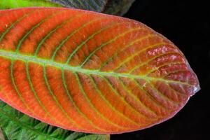 Hoffmannia ghiesbreghtii, Tropical leaf structure with a beautiful red tint, natural leaf background. photo