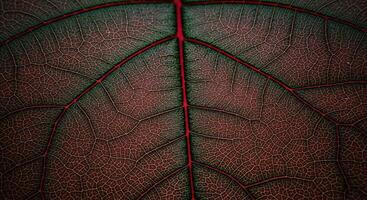 A close up of a red and green leaf photo