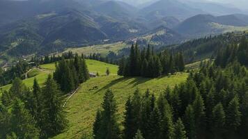 Aerial view of pine forest and mountain village. Scenic aerial perspective showing dense pine trees, green hills, and a distant mountain village nestled among video