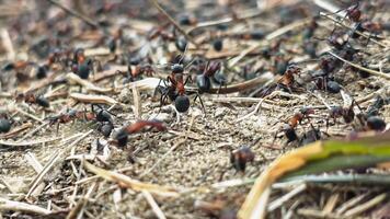 Macro view of red and black ants on ground. Close-up image of red and black ants actively moving on sandy soil and dry twigs, showcasing their busy colony video