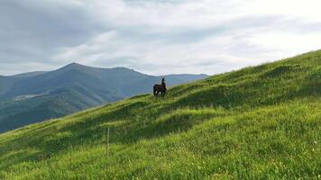 Horse standing on sunny green hillside. A lone brown horse stands alert on a vibrant green hillside with dramatic mountain peaks and soft sky in the background. video