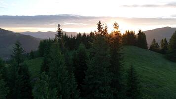 Sunrise over pine forest in mountain landscape. Golden sunrise light shines through dense pine trees on a green hillside, with layers of mountain peaks in the video