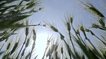 Green wheat spikes swaying under sunlight. Low-angle view of unripe green wheat spikes gently blowing in the wind with the bright sun and blue sky in the video