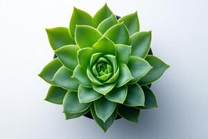 Green Echeveria Succulent Top View photo