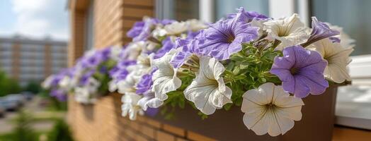 On a bright and sunny day, vibrant petunia flowers flourish in window boxes, adding a splash of color to an urban neighborhood photo