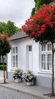 Charming white house with vibrant red and white flowering trees along peaceful street on an overcast day photo