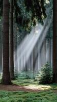 Sunbeams shine through the trees in a forest photo