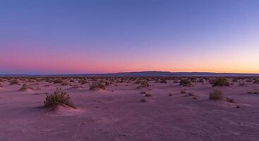 A desert with plants and sand photo