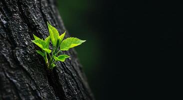 A small green plant growing out of a tree trunk photo