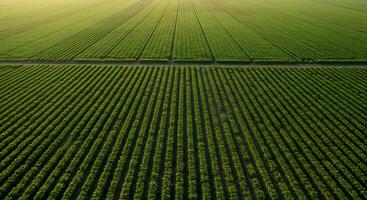 An aerial view of a green field with a road photo