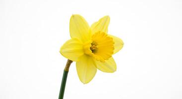 A single yellow daffodil flower on a white background photo