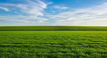A large field of green grass photo