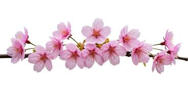 A branch of pink flowers is shown on a white background photo
