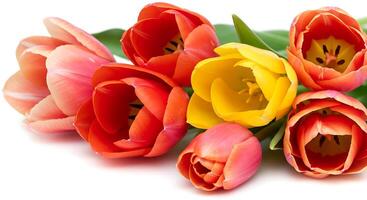 A bouquet of colorful tulips on a white background photo