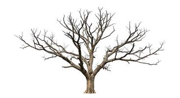 A dead tree is shown on a white background photo