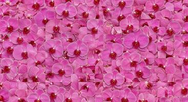 Pink orchids are arranged in a square pattern photo
