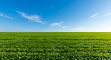Green field with blue sky and clouds photo