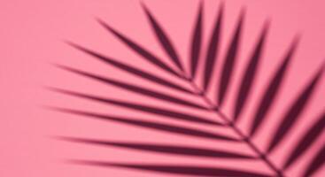 Palm leaf shadow on pink background photo