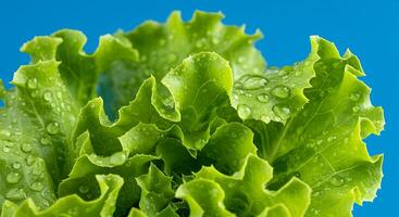 A close up of lettuce with water droplets on it photo