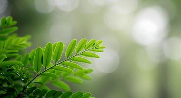 A green plant is in front of a blurry background photo