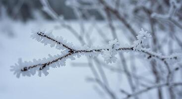 A branch with ice on it photo