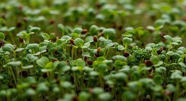 A close up of a bunch of green sprouts photo
