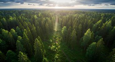 Aerial view of forest with sun rays in the sky photo