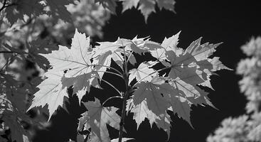 Black and white photograph of leaves on a tree photo