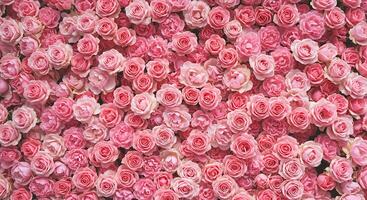 A large group of pink roses are arranged in a row photo