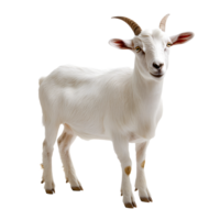 A young white goat with brown horns stands looking forward isolated on transparent background png