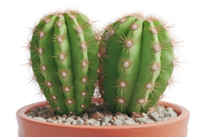 serene vintage Cactus plant small high resolution png