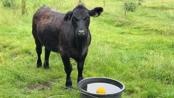 a cow standing next to a bucket with an orange in it video