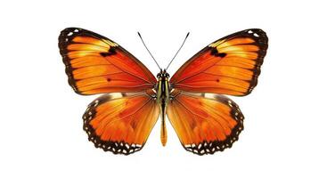 An orange butterfly is shown on a white background photo