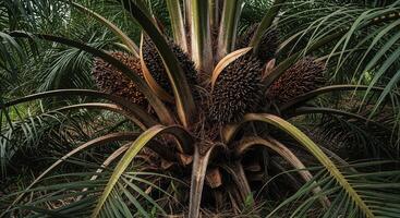 Palm tree with many fruits on it photo
