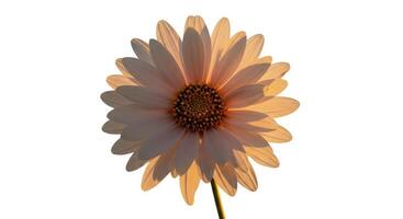 A single flower is shown in the sun photo