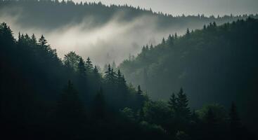 A forest with trees and fog in the background photo