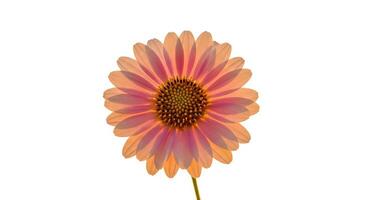 A single pink flower is shown on a white background photo