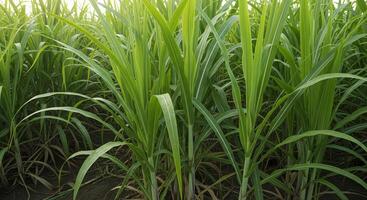 A close up of a field of sugar cane photo
