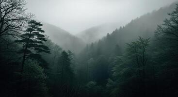 A foggy forest with trees and trees photo