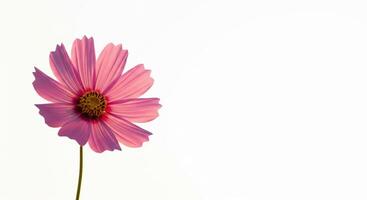 A single pink flower is shown against a white background photo