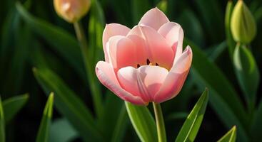 A pink tulip is growing in the middle of some green leaves photo
