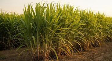 A field of sugar cane with tall green plants photo